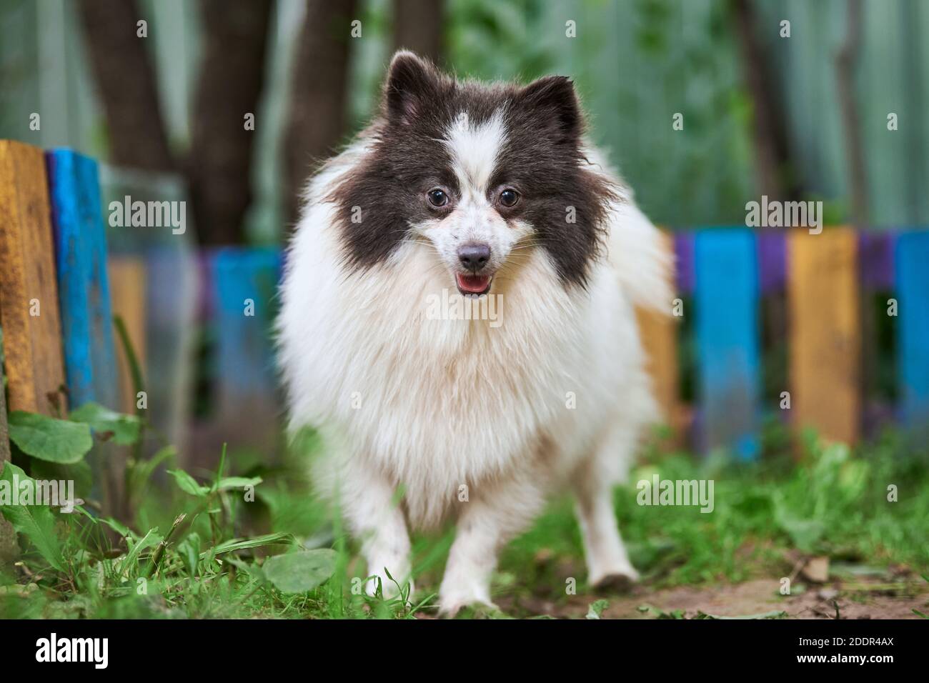 Pomeranian Spitz dog in garden. Cute pomeranian puppy on walk, white