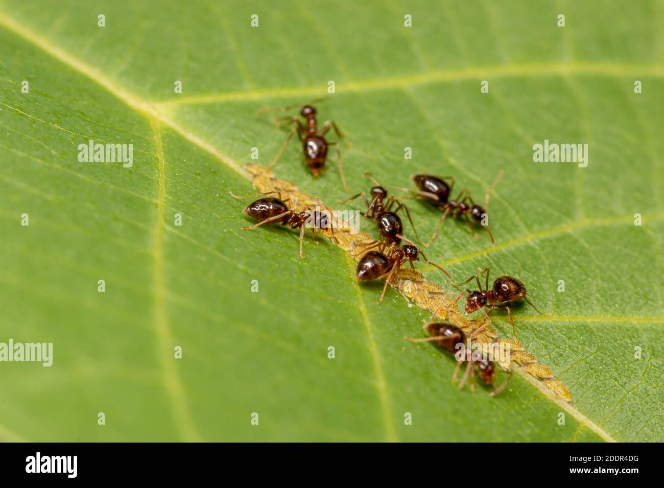 Brown Ants Eating Aphids, Larvae on a Green Leaf on a Tree. Stock Photo