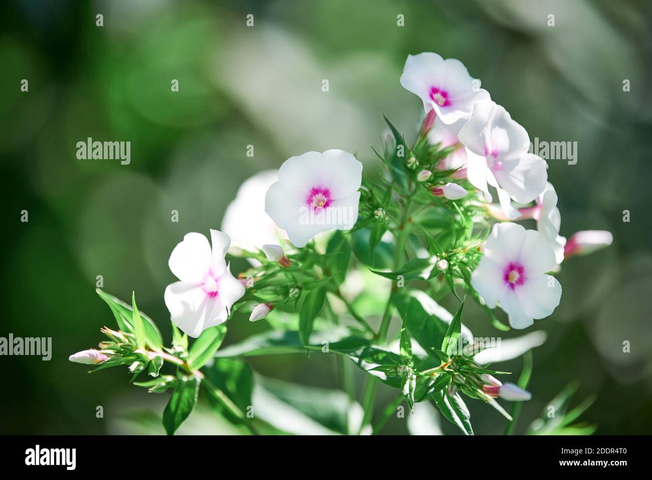 Phlox paniculata flowers in garden. Beautiful fall phlox, Europa summer garden phlox blossom. White pink buds. Stock Photo