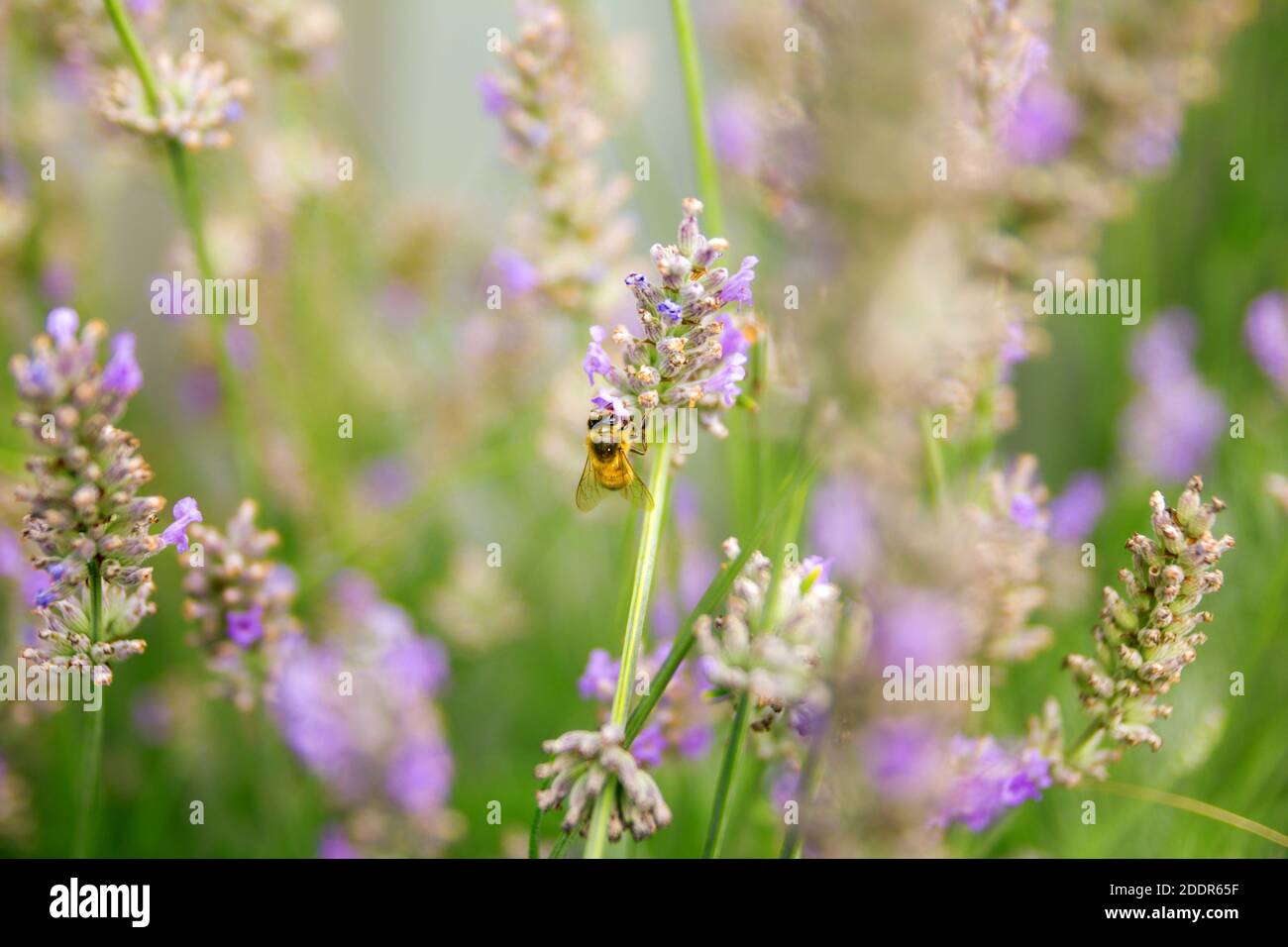 Bee pollination in a lavender field in summer. Garden, nature and