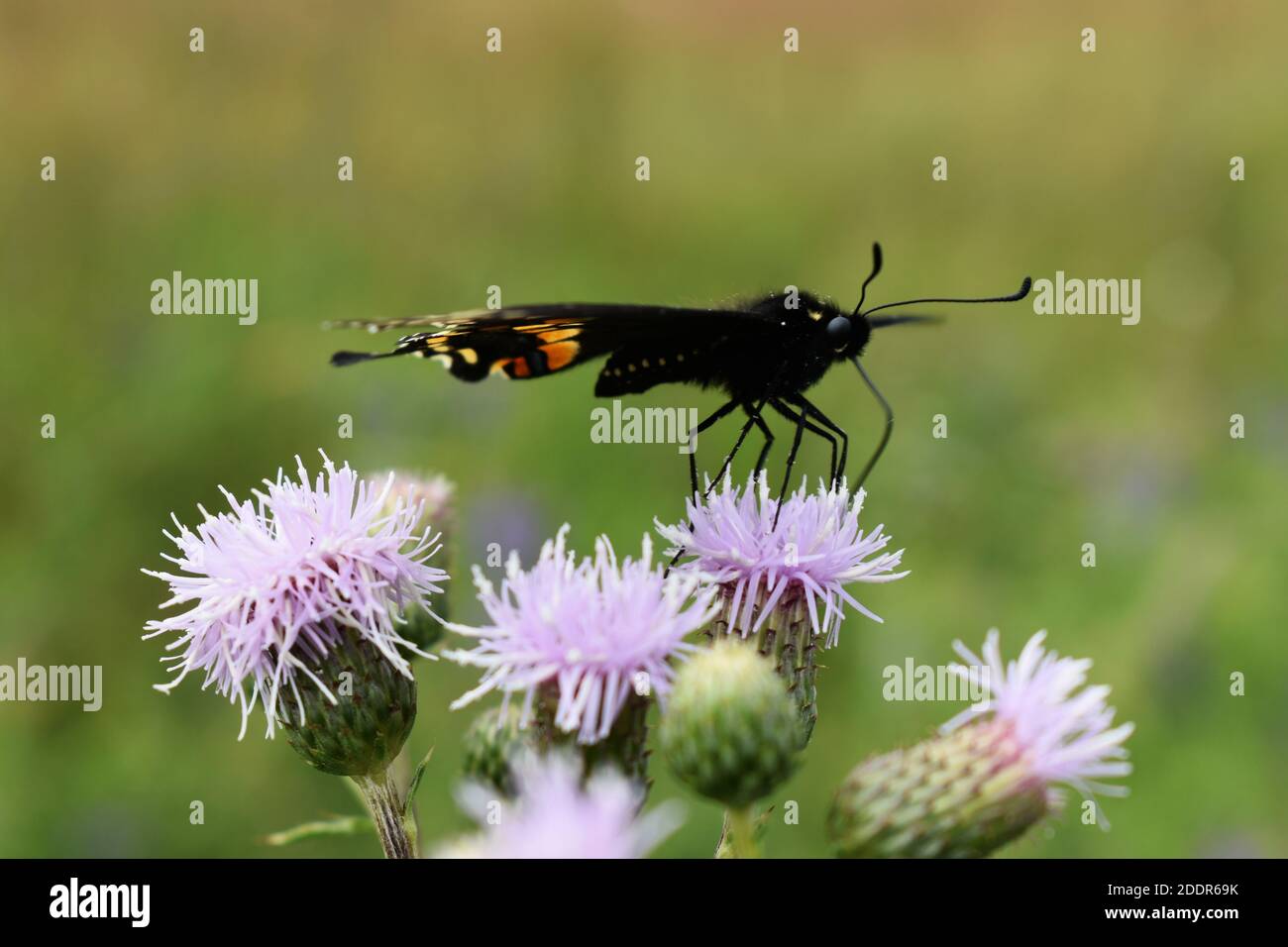 Un papillon sur une fleur de chardon Stock Photo - Alamy