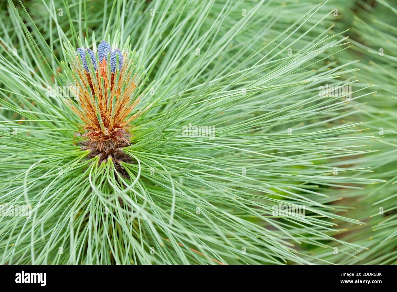 Pinus montezumae 'Sheffield Park'. Pine 'Sheffield Park'. Nascent cones Stock Photo