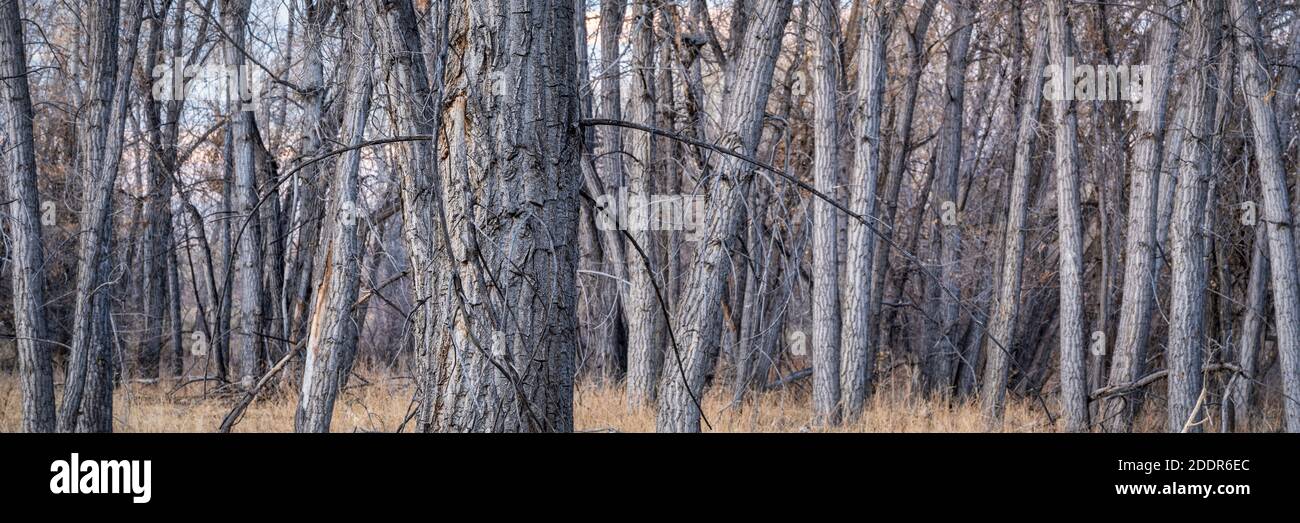 Riparian forest along the Poudre River in northern Colorado, fall