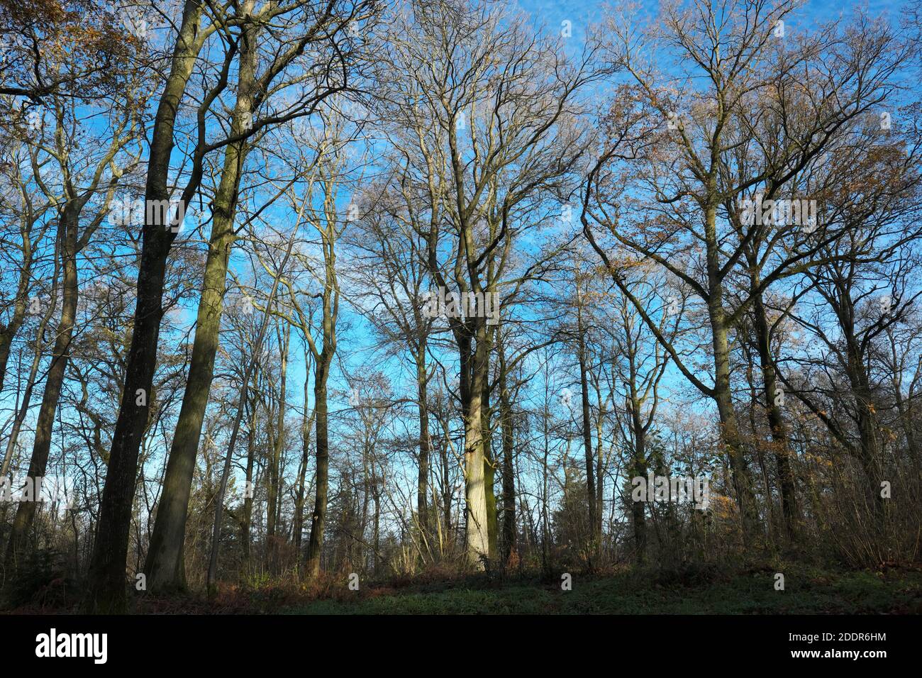 Aconbury Wood in Herefordshire UK - Nov 2020 hillside woods owned by the Duchy of Cornwall open to the public.near the village of Kingsthorne. Stock Photo