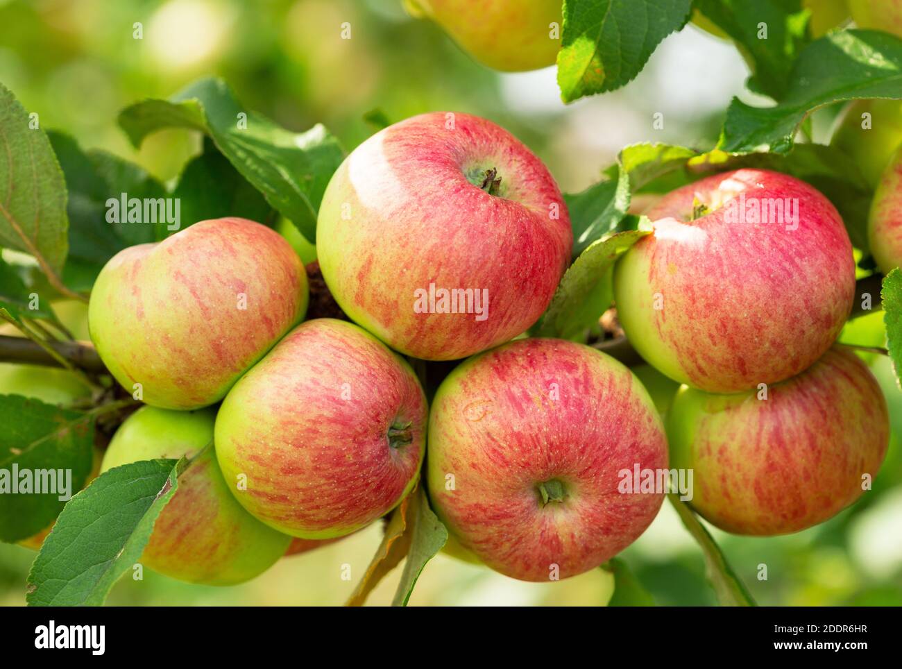 branch of ripe apples on a tree in a garden Stock Photo - Alamy