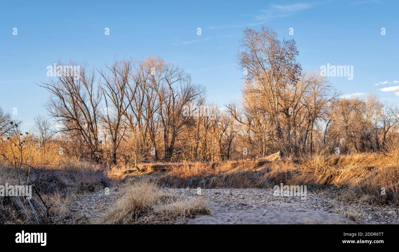 Riparian forest along the Poudre River in northern Colorado, fall scenery Stock Photo