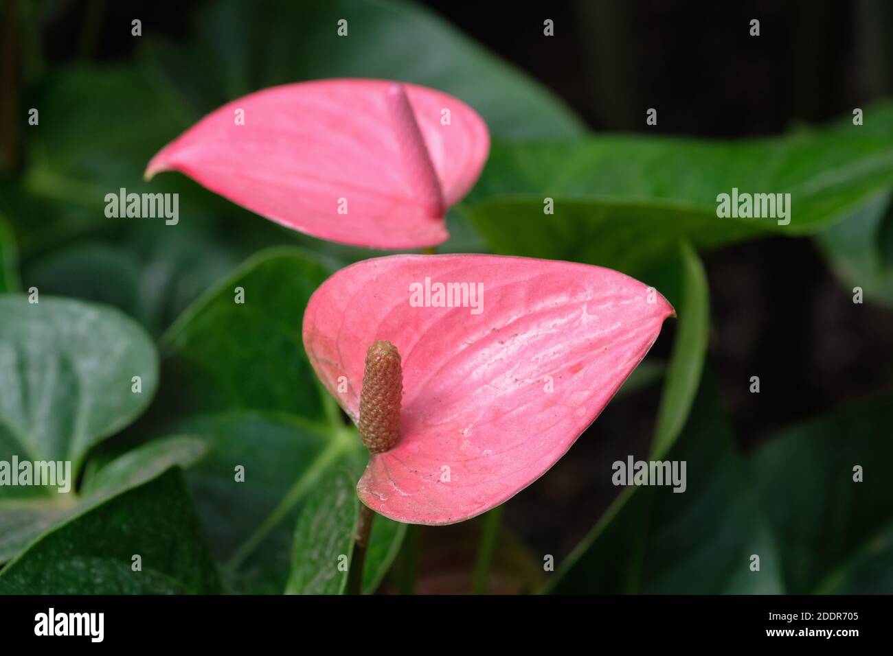 Anthurium 'Pink Champion'. Anthurium 'Antinkeles'. Flamingo Flower 'Antinkeles' / 'Pink Champion'. Tail flower 'Pink Champion' / 'Antinkeles' Stock Photo