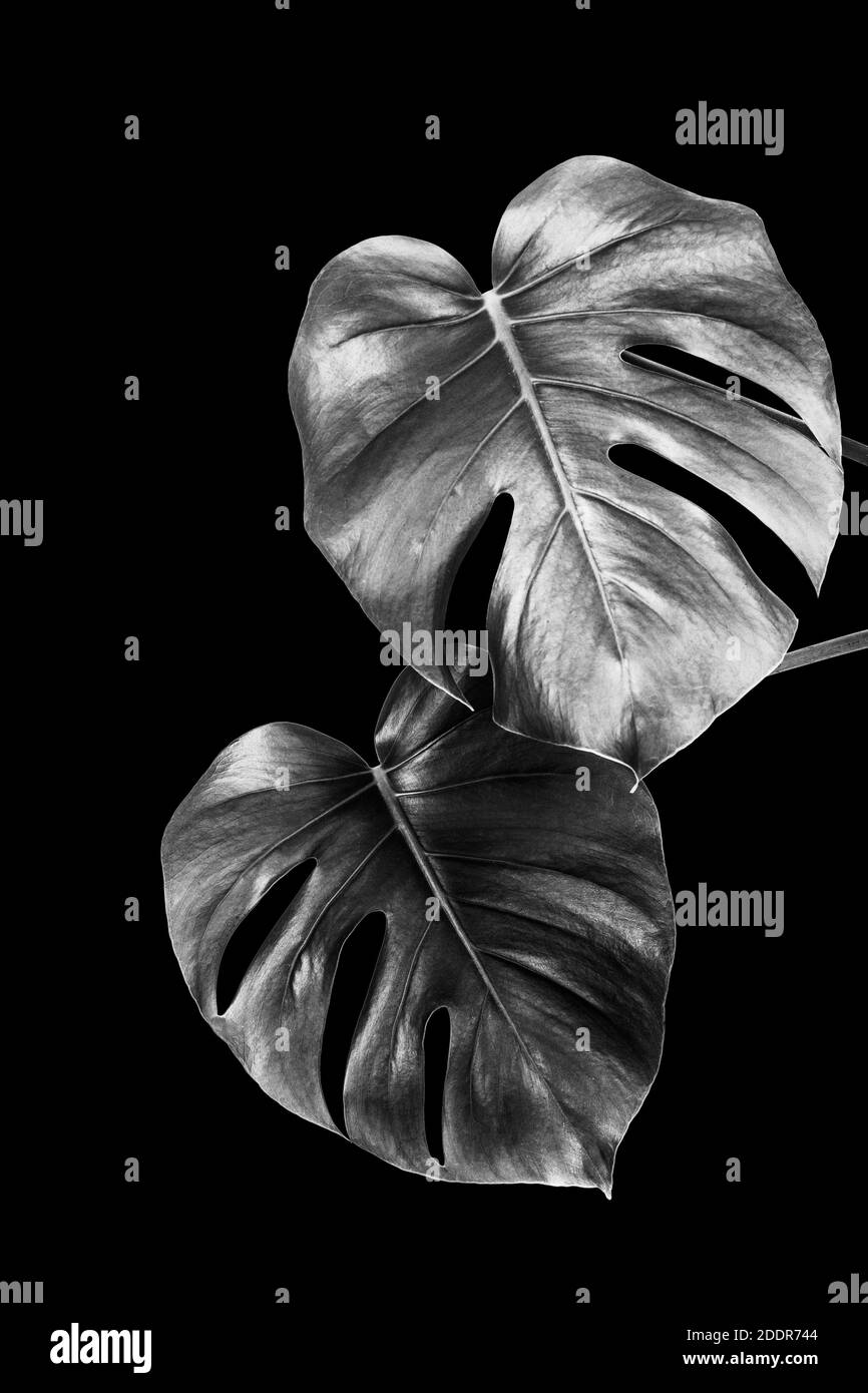 elephant palm plant Ponytail Palm main image 0
