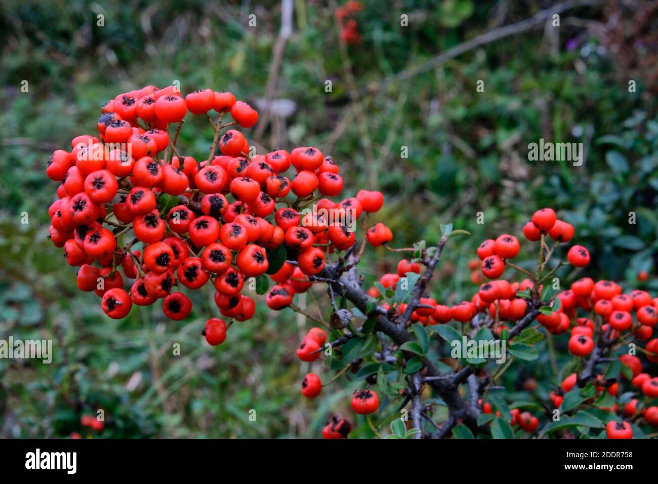 fruits of the Pyracantha sp. plant in the black sea region in trabzon turkey Stock Photo