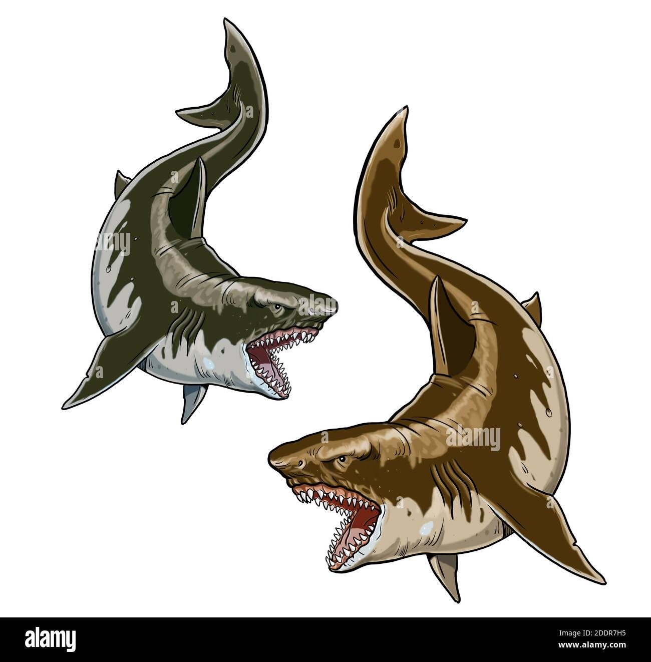 Giant Tiger And White Sharks Big Shark Drawing Monster Megalodon Illustration Stock Photo Alamy