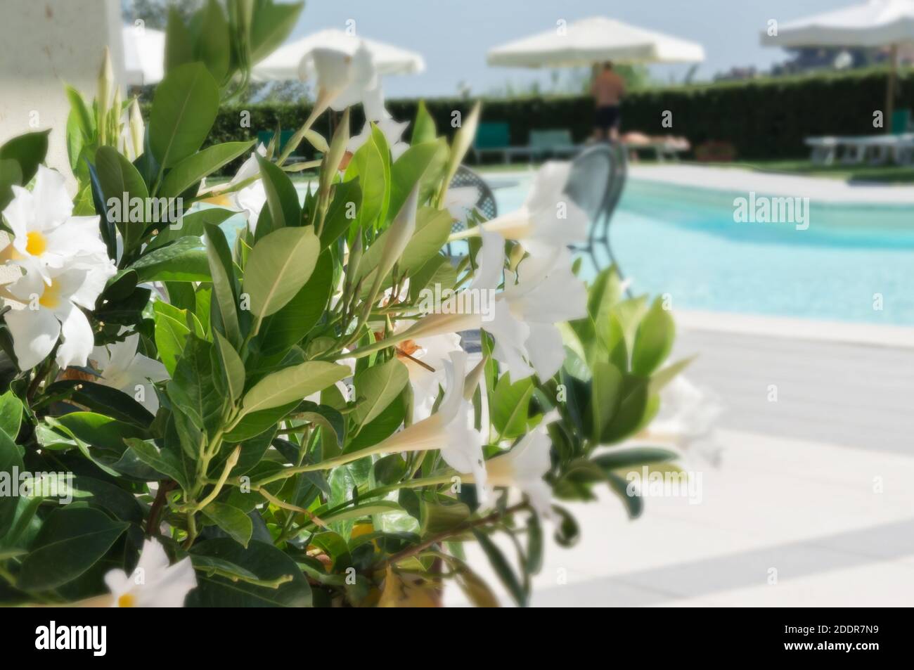 Swimming pool in holiday resort Tuscany Italy Stock Photo