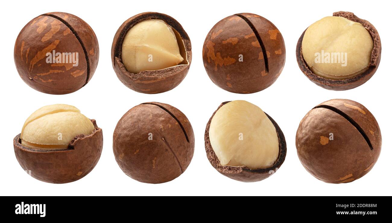 Macadamia nuts isolated on white background with clipping path Stock Photo