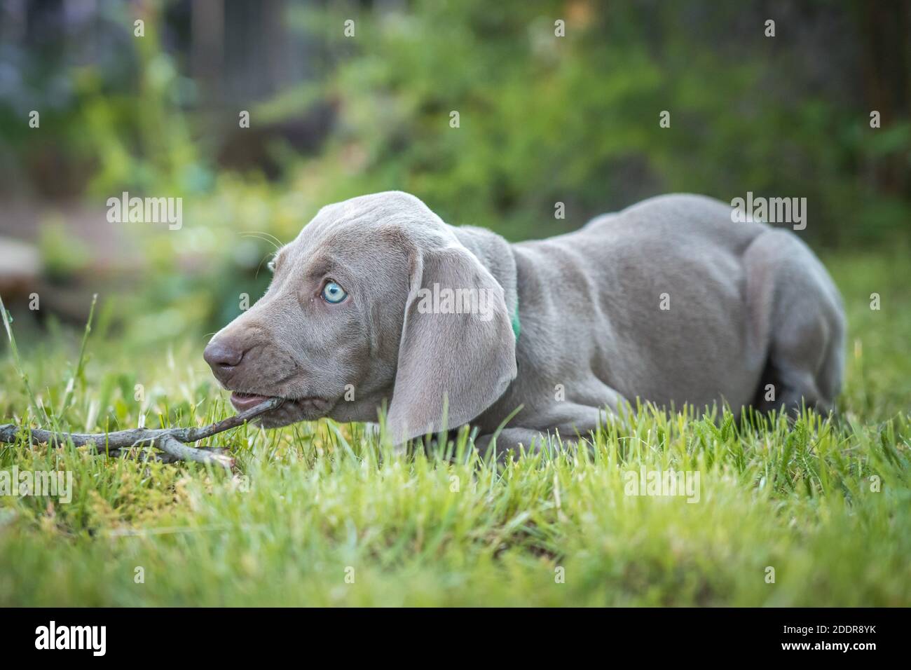 Portrait of cute weimaraner puppy dog breed at the park being playful. Stock Photo