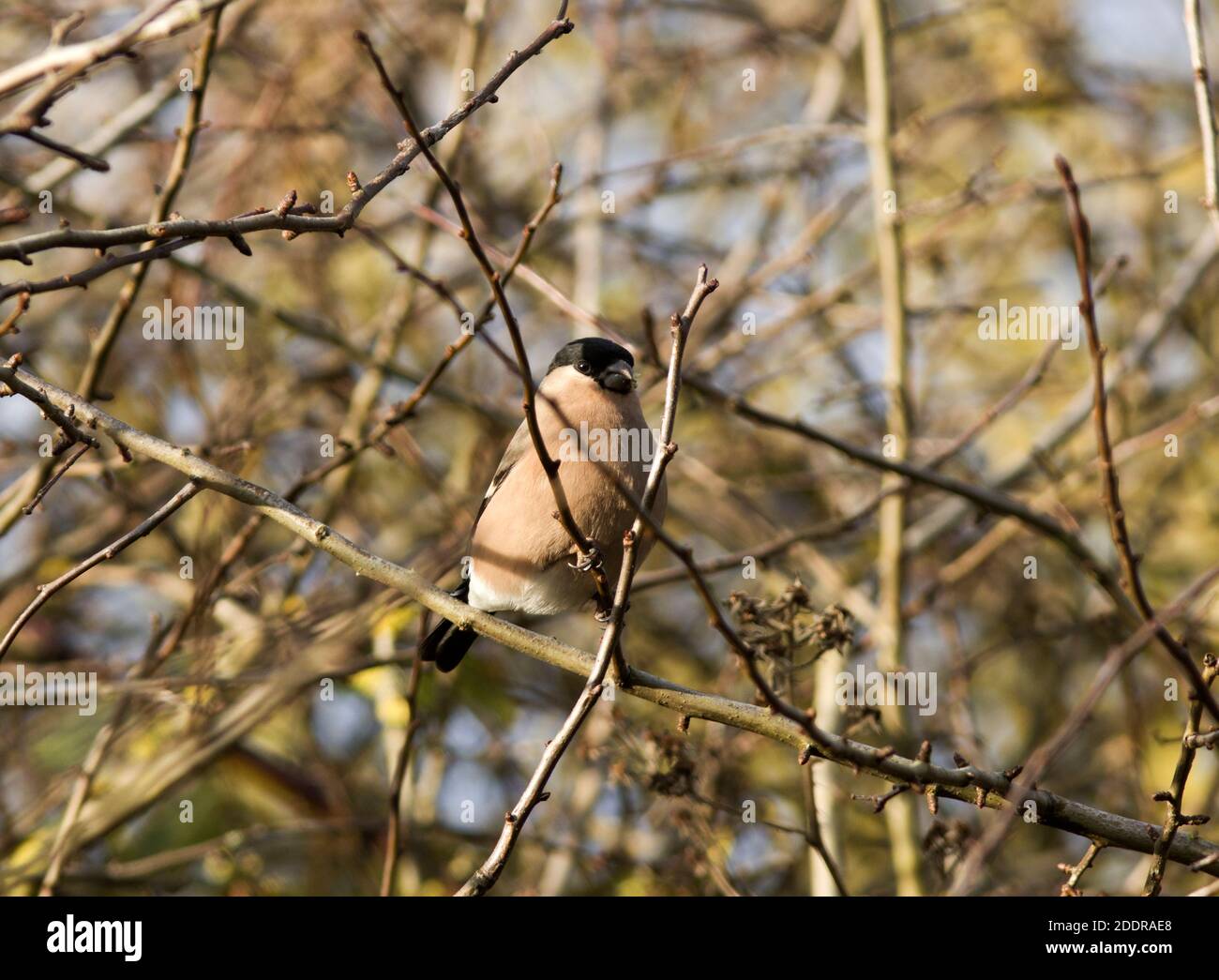 The Bullfinch is a plump and secretive member of the family, very often heard rather than seen. They feed in thick vegetation mainly on tree buds Stock Photo