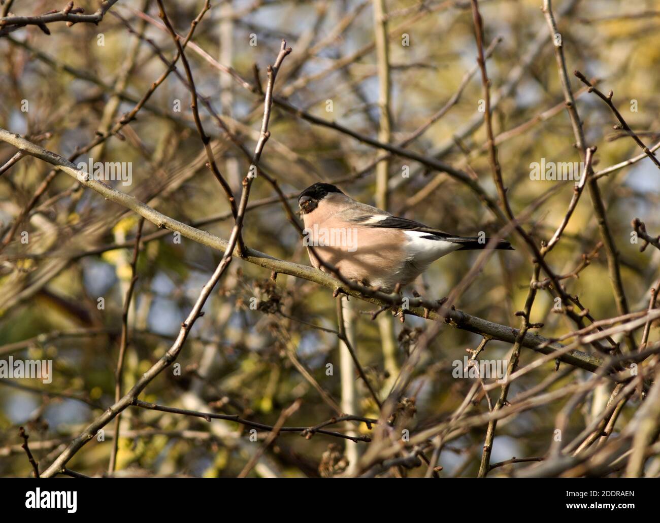 The Bullfinch is a plump and secretive member of the family, very often heard rather than seen. They feed in thick vegetation mainly on tree buds Stock Photo