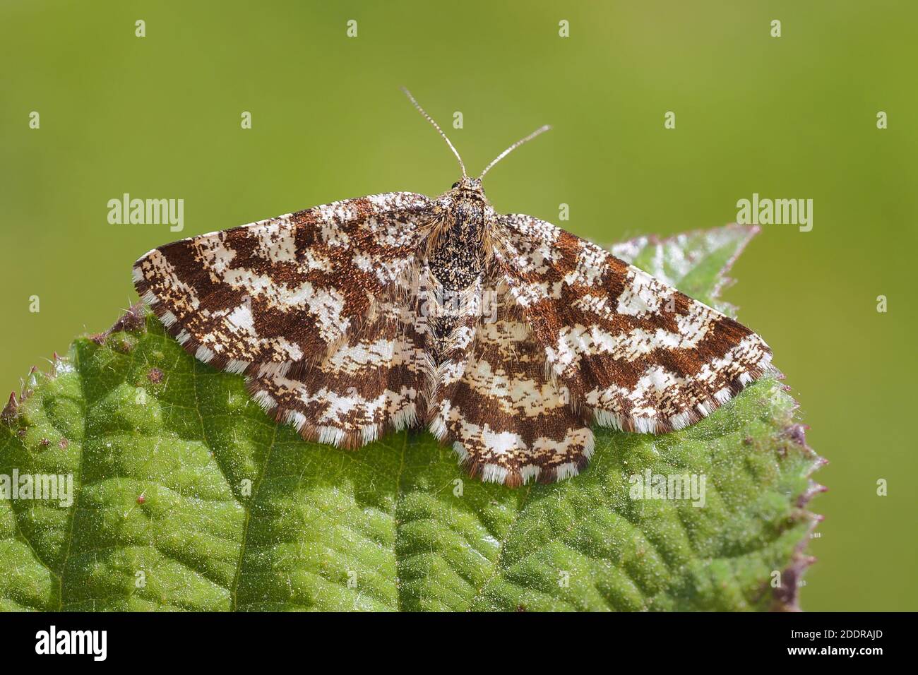 Common Heath moth female (Ematurga atomaria) perched on plant leaf. Tipperary, Ireland Stock Photo
