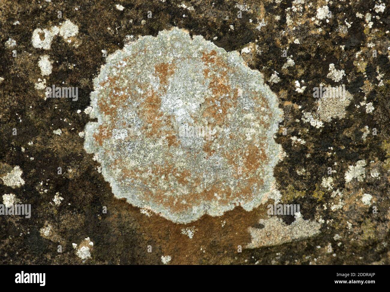 This species of Caloplaca lichen is the only one of the family to have orange ascocarps (spore bodies) whilst the encrusting grey thallus. Stock Photo