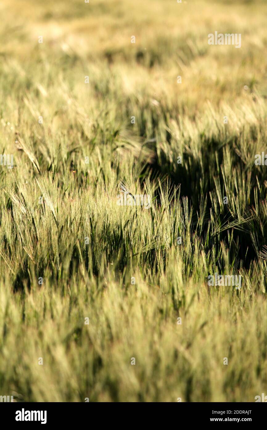 Grass close focus abstract Stock Photo