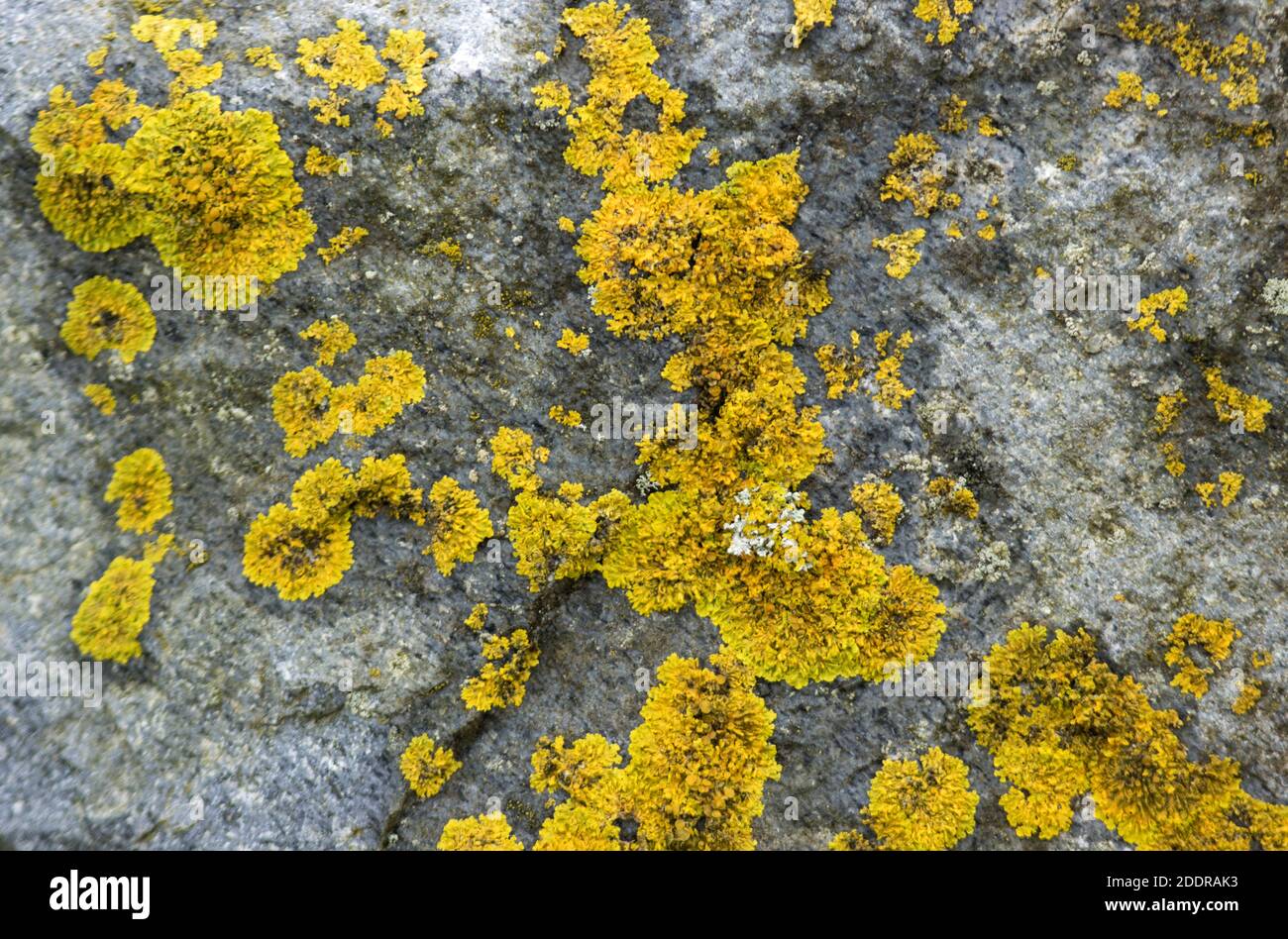 One of the commonest and most distinguishable lichens, the Golden Crust is common in many habitats and especially on rocks above the tide line Stock Photo