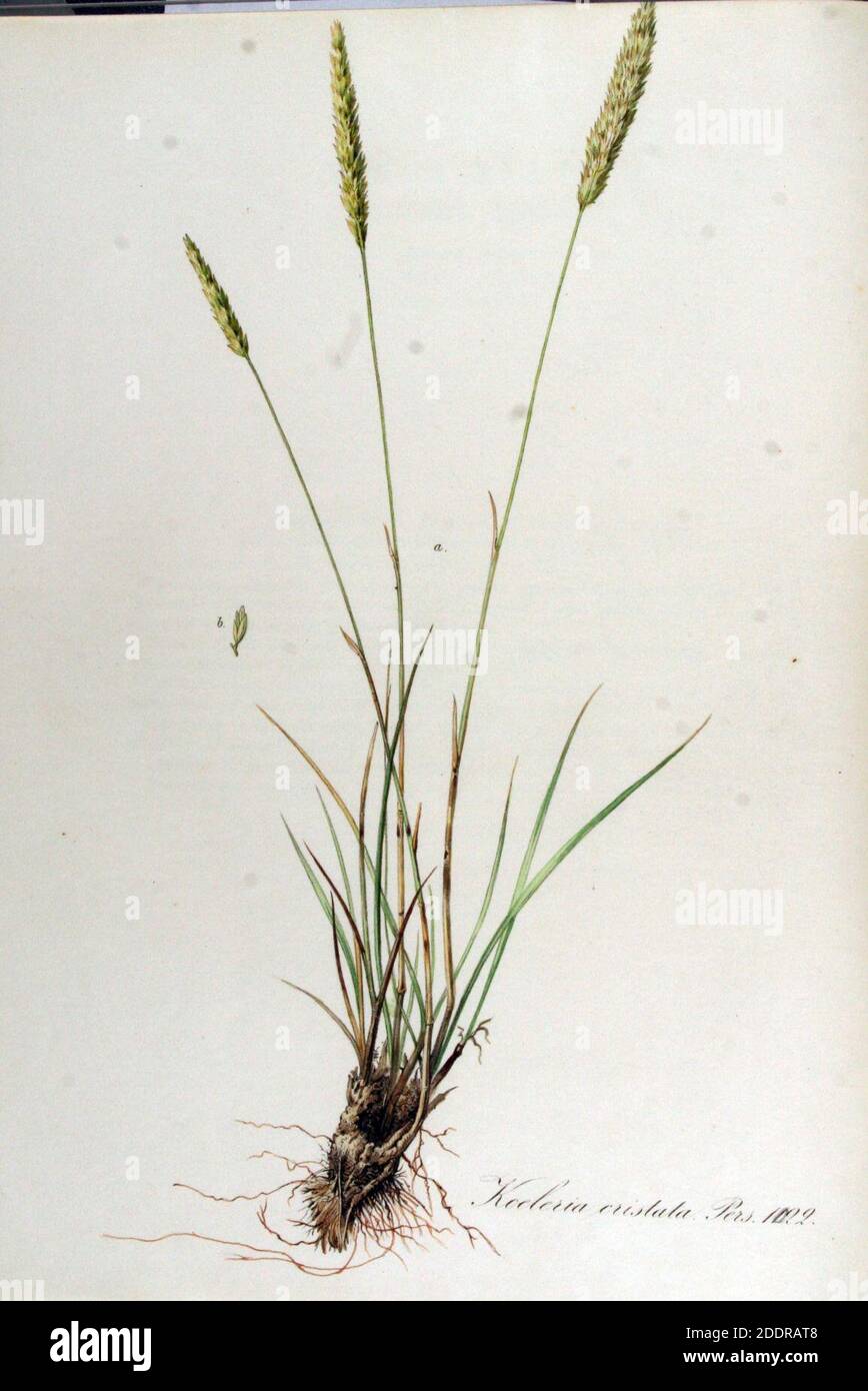 Koeleria cristata — Flora Batava — Volume v13. Stock Photo