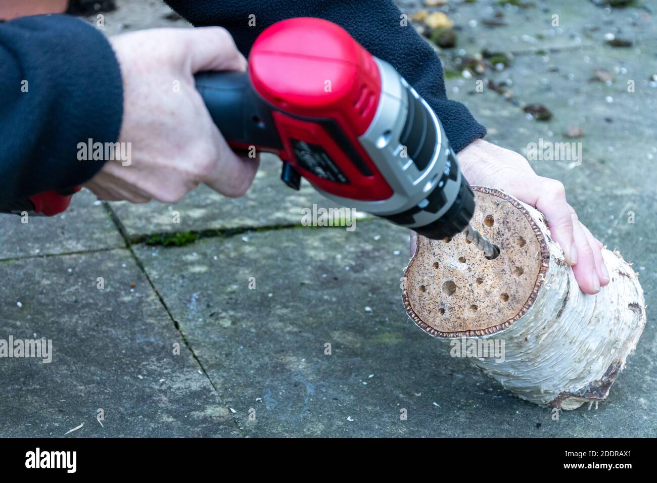 Drilling holes in a log to make a bee hotel, bug house Stock Photo - Alamy