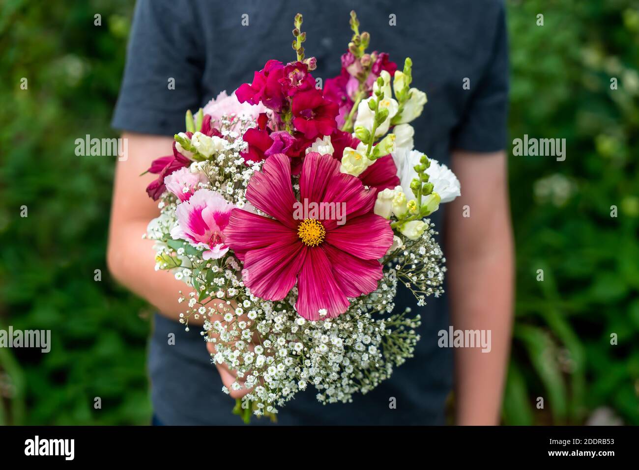 A bouquet of cut flowers containing baby's breath, cosmos, godetia, and snapdragons. Stock Photo