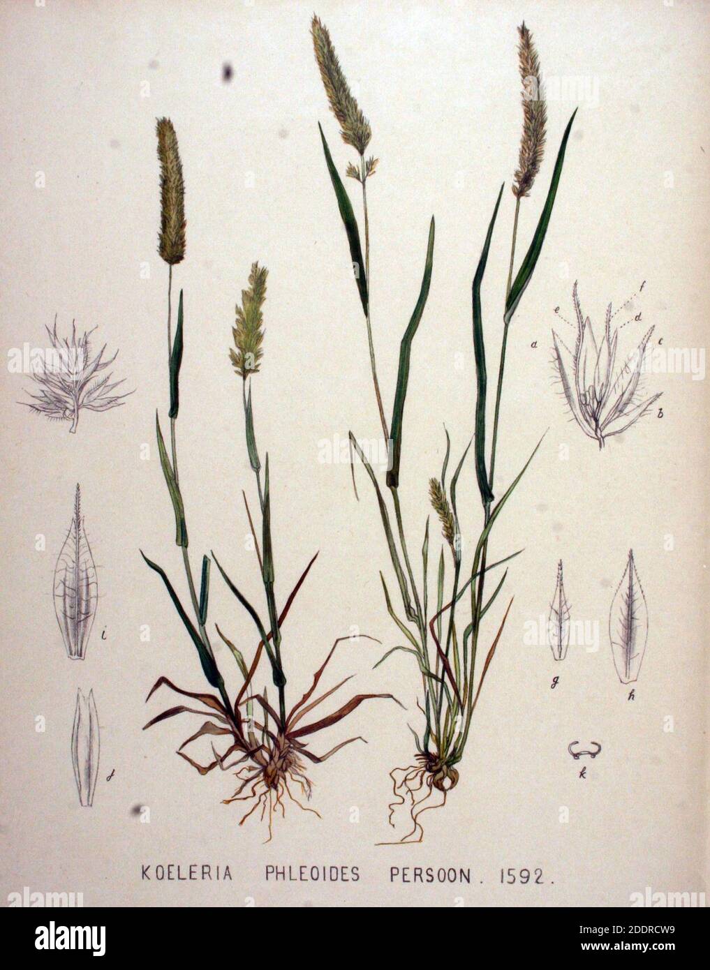 Koeleria phleoides — Flora Batava — Volume v20. Stock Photo