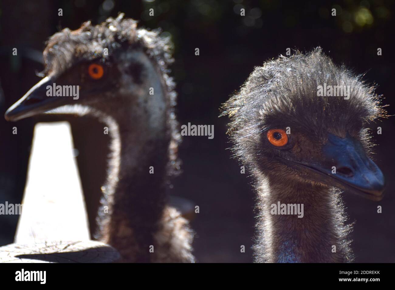 2 Big Birds In A Zoo Stock Photo