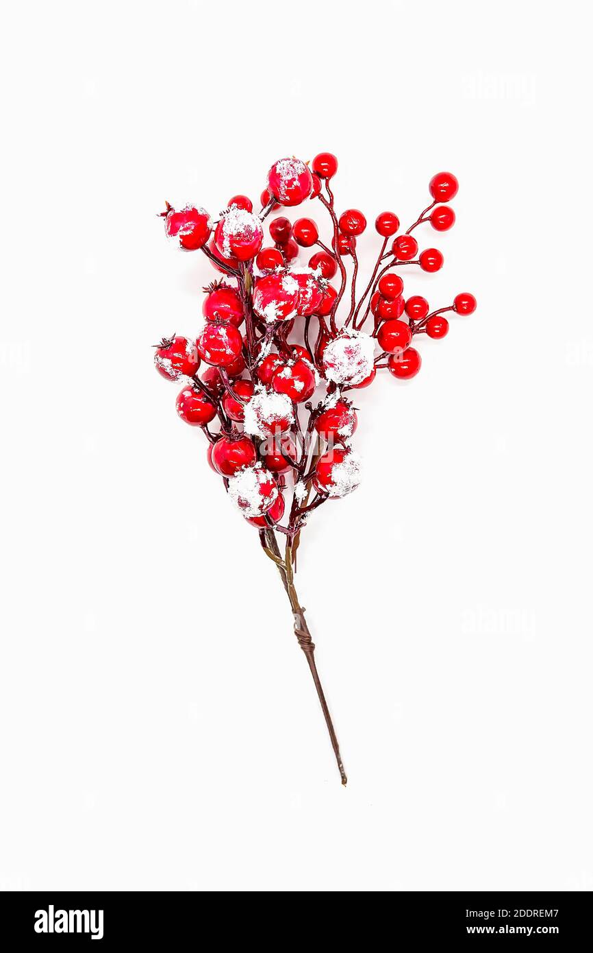 Festive New Year or Christmas background with red holly plant berries. Stock Photo