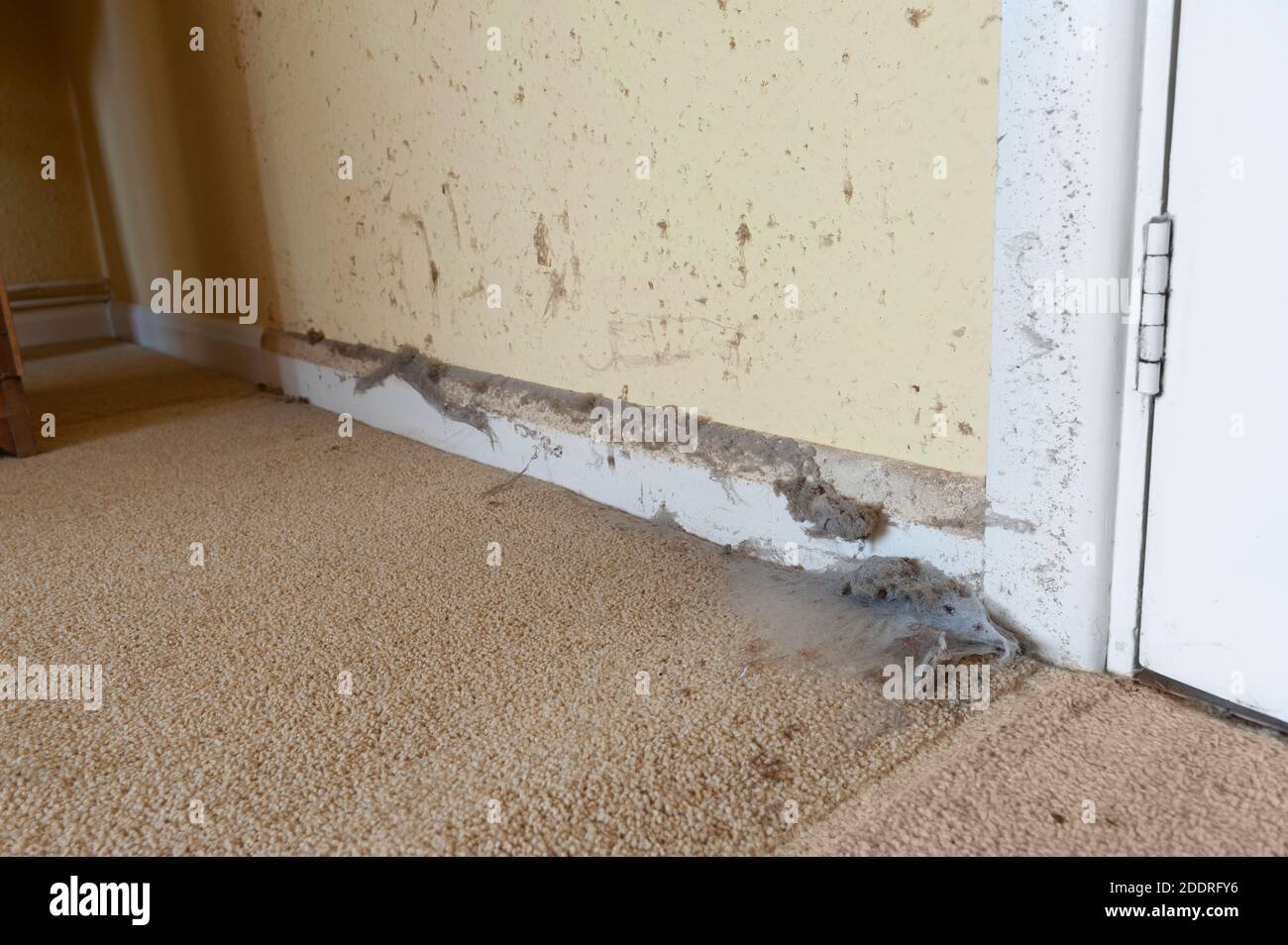 Decades of accumulated dust behind wardrobe stick to the skirting and