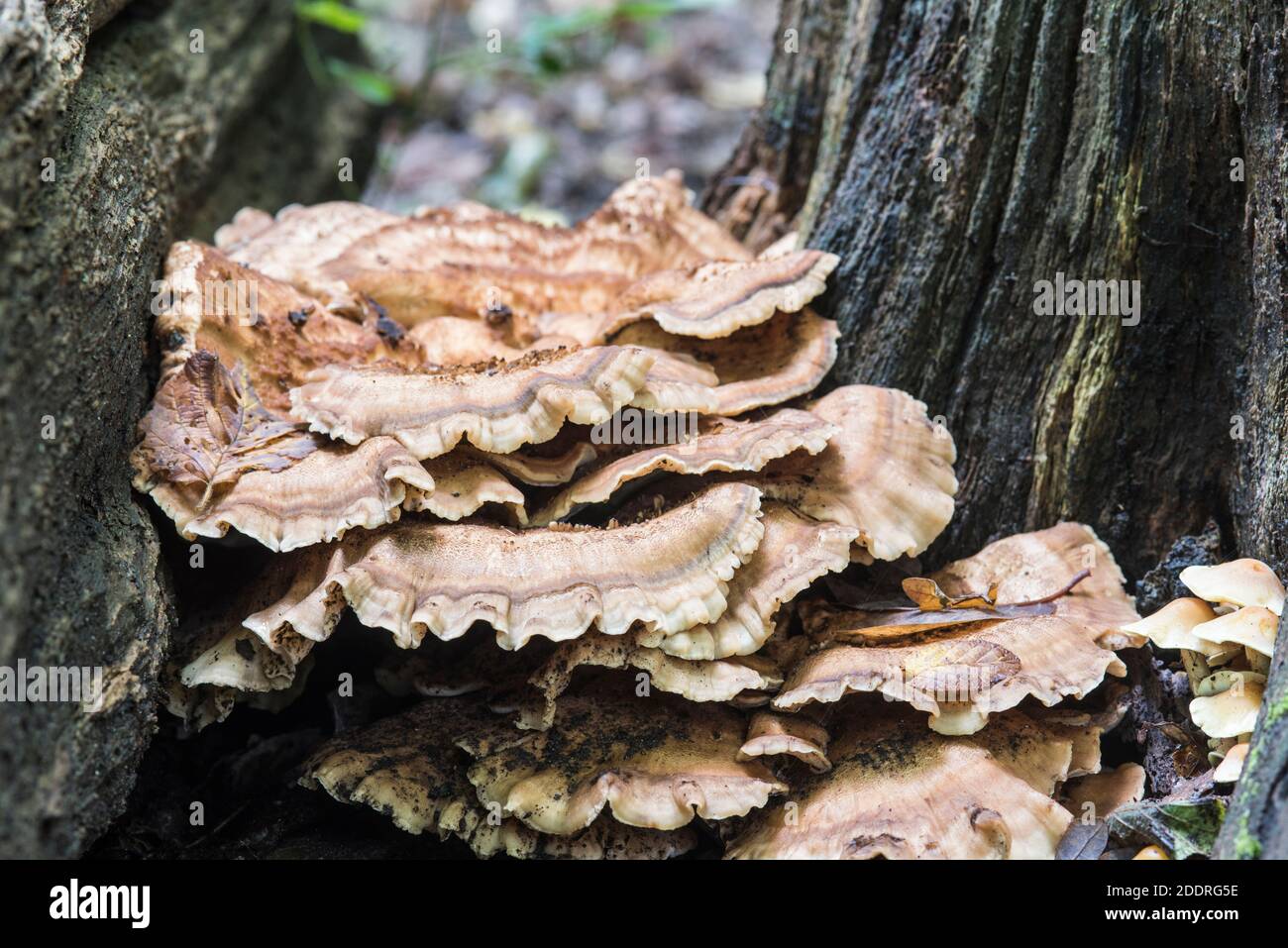 Fungus Giant Polypore (Meripilus giganteus Stock Photo Alamy