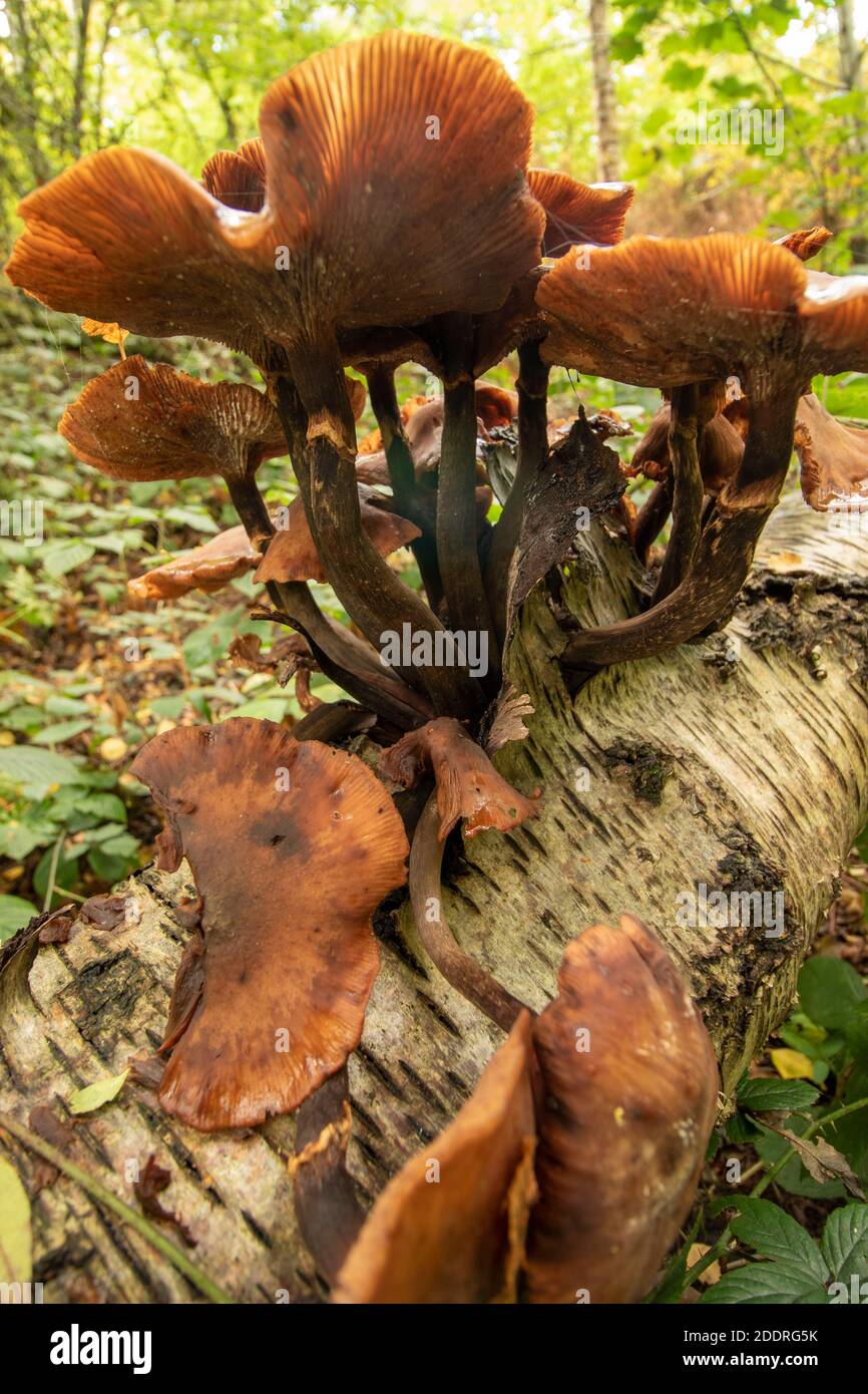 fungi-erupting-out-of-a-fallen-birch-tree-trunk-synonym-for-death