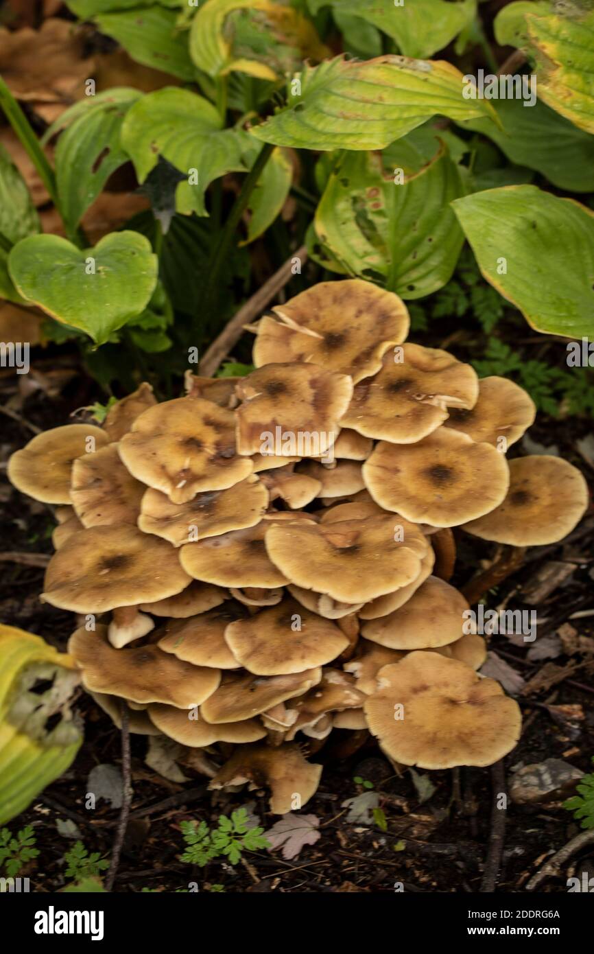 Honey Fungus (Armillaria mellea) Stock Photo