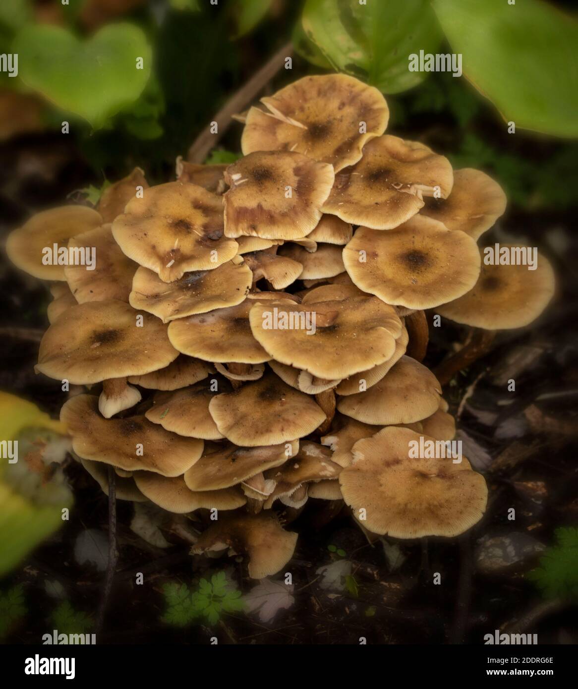 Honey Fungus (Armillaria mellea) Stock Photo