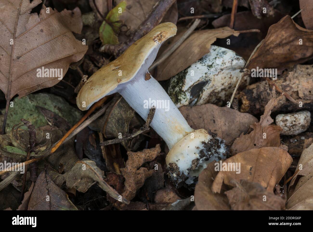 Fungus - identified as a Leucopaxillus species using the online Mycokey system but that may be incorrect! Stock Photo