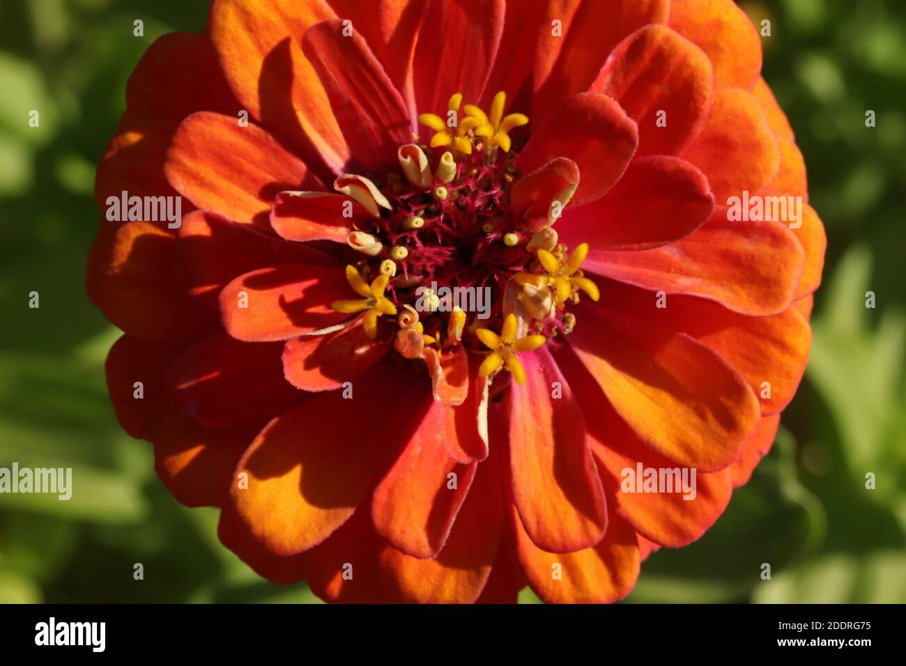 Zinnia flower in garden.  Flower background. Stock Photo