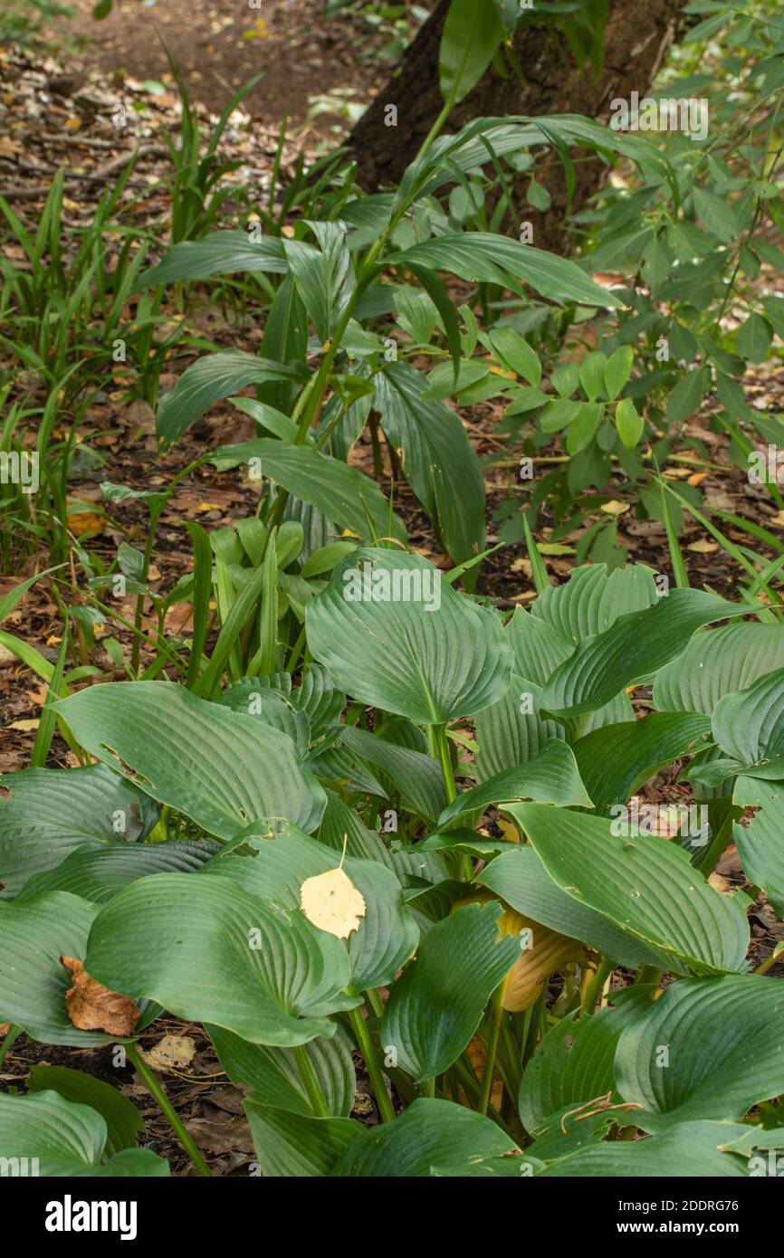Hosta Kanagashii in the wider landscape showing patterns and forms in the natural environment Stock Photo