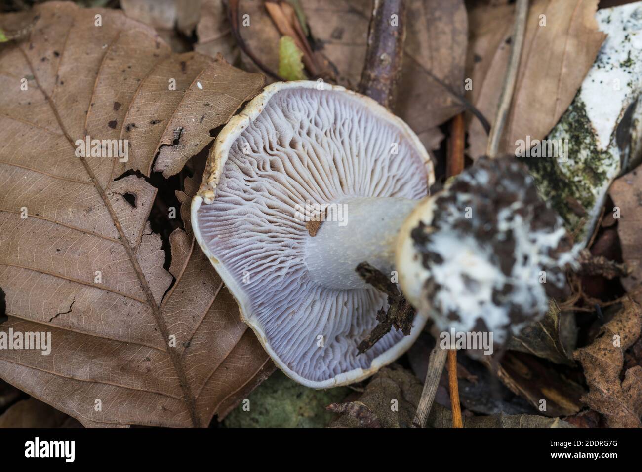 Fungus - identified as a Leucopaxillus species using the online Mycokey system but that may be incorrect! Stock Photo