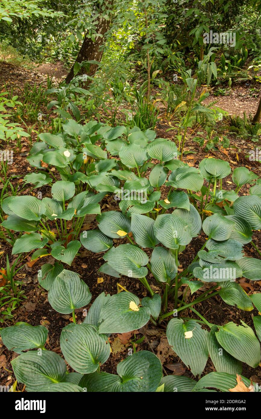 Hosta Kanagashii in the wider landscape showing patterns and forms in the natural environment Stock Photo