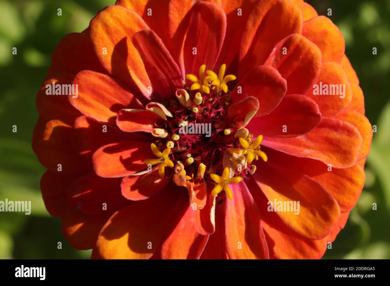 Zinnia flower in garden.  Flower background. Stock Photo