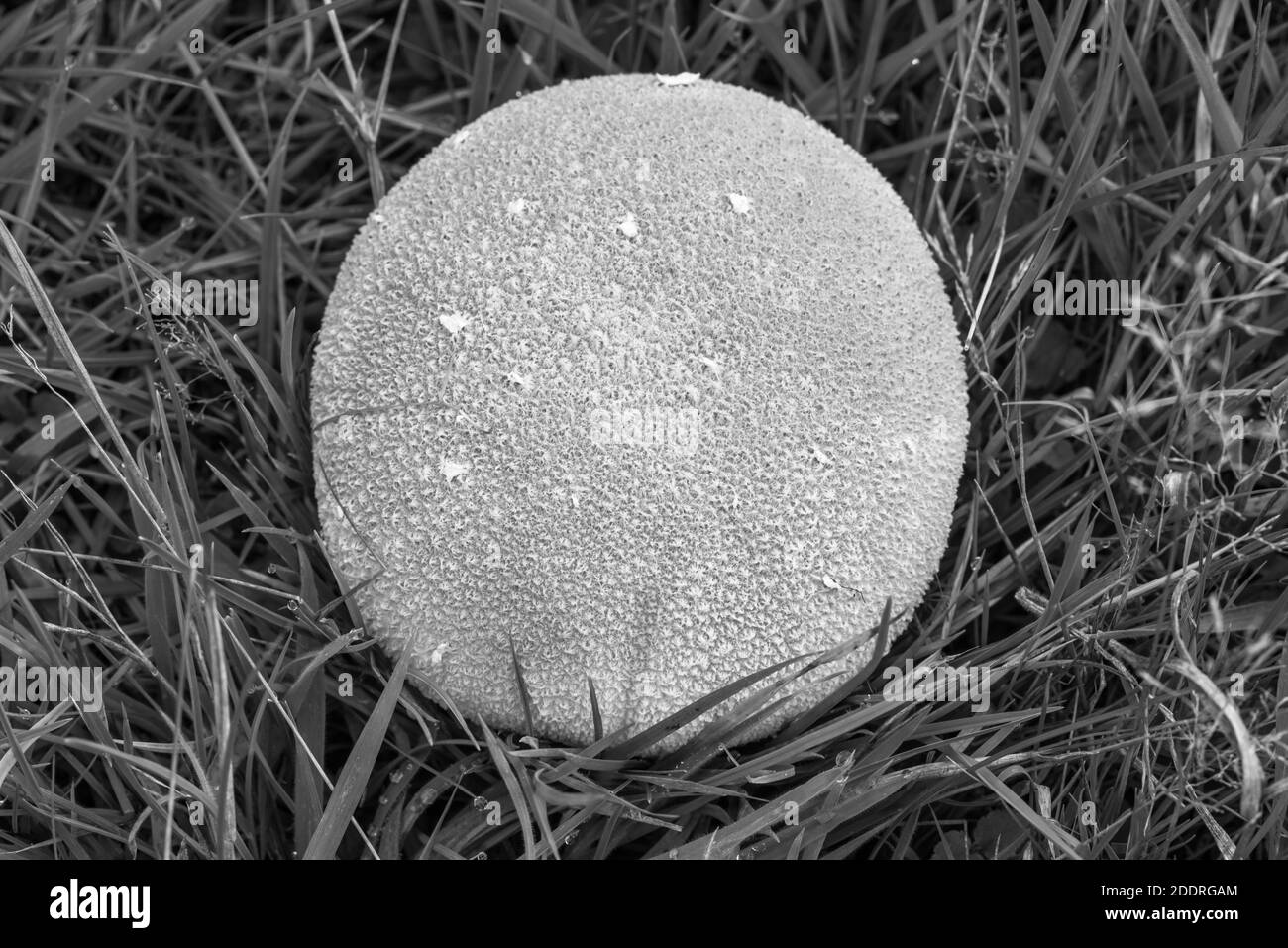 Fungus - Mozaic Puffball (Handkea utriformis) Stock Photo