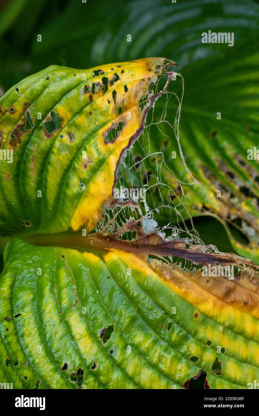 Hosta leaves close-up abstract, patterns and structures in nature Stock Photo