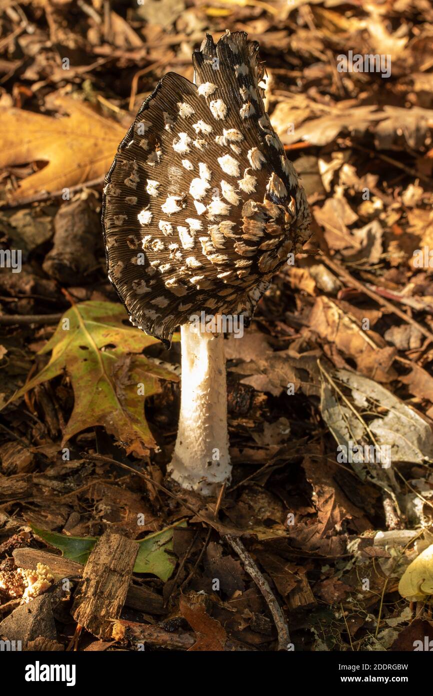 Magpie Inkcap Fungus, autumn woodland nature portrait Stock Photo - Alamy