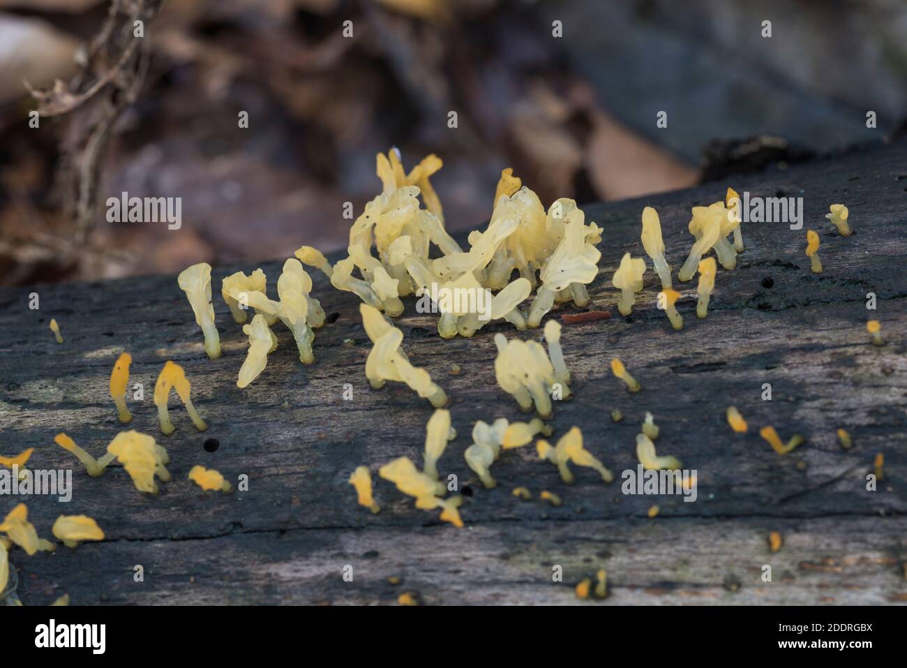 Fungus - Pale Stagshorn (Calocera pallidospathulata) Stock Photo