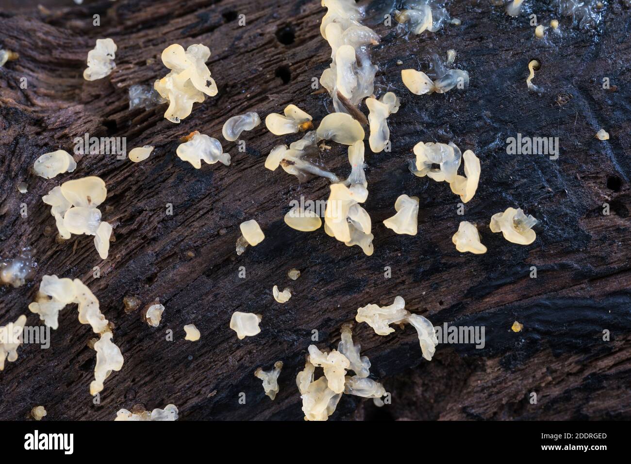 Fungus - Pale Stagshorn (Calocera pallidospathulata) Stock Photo