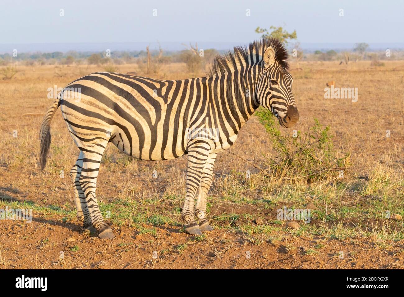 Burchell's Zebra (Equus quagga burchellii), side view of an adult standing in the Savannah, Mpumalanga, South Africa Stock Photo