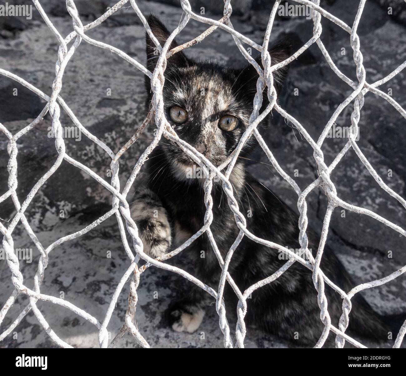 Feral cat/kitten behind wire fence. Stock Photo