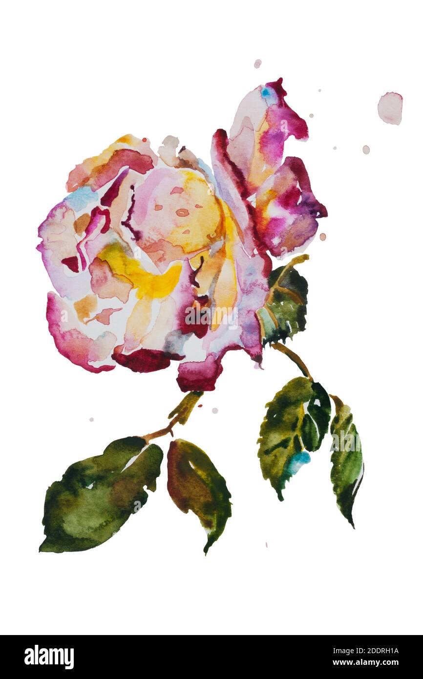 Cream and purple rose with leaves with grunge spots original watercolor art Stock Photo