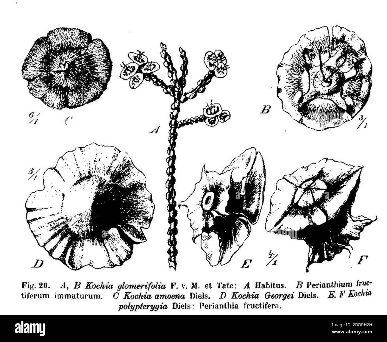 Kochia glomerifolia, Kochia amoena, Kochia georgei, Kochia polypterygia. Stock Photo