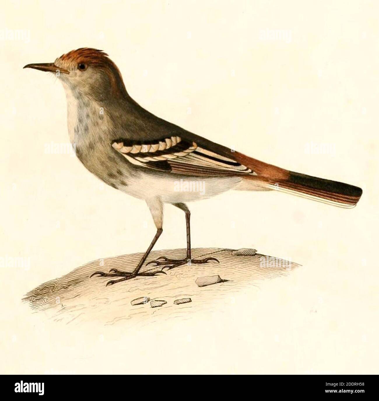 Knipolegus striaticeps 1847. Stock Photo